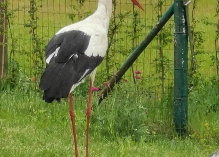 Friedenfelder Nest