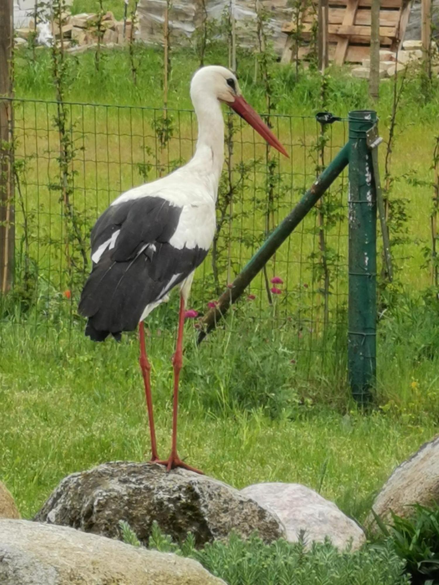 Friedenfelder Nest